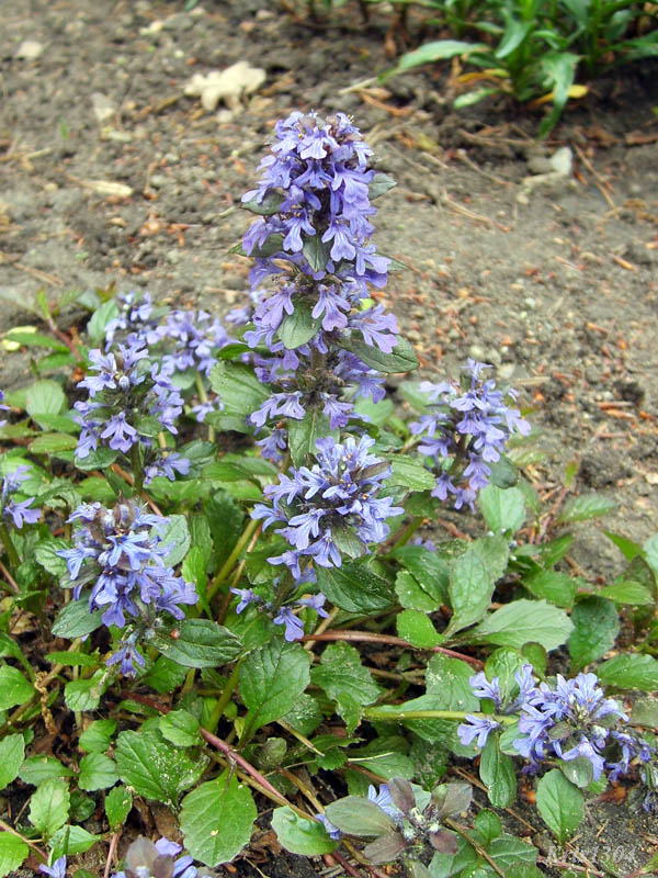 (Ajuga reptans)