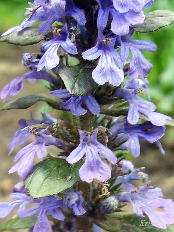 (Ajuga reptans)