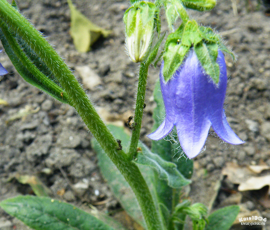 Campanula barbata)