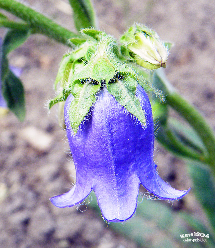 Campanula barbata