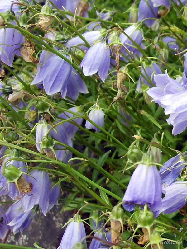 (Campanula cochleariifolia)