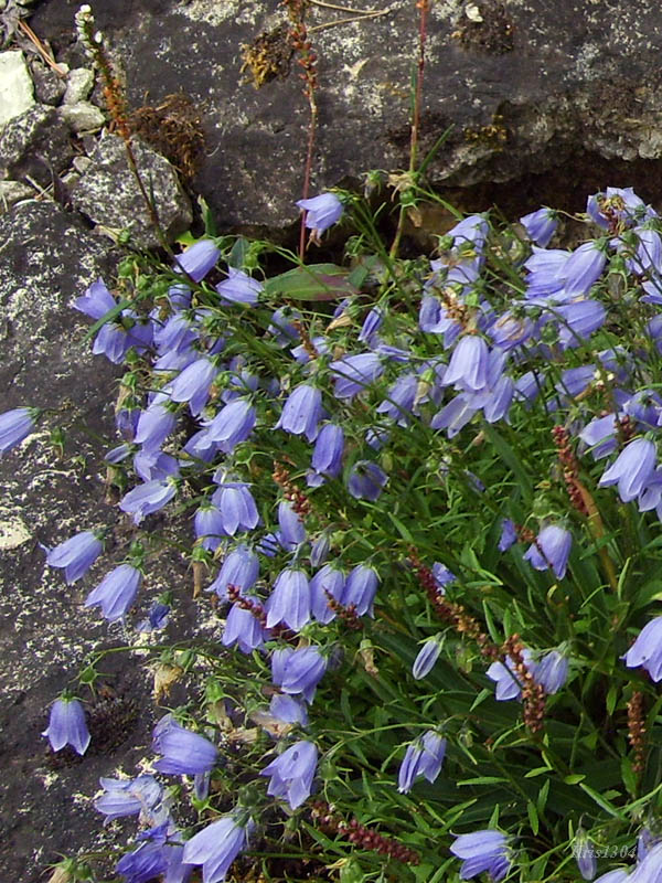 (Campanula cochleariifolia)