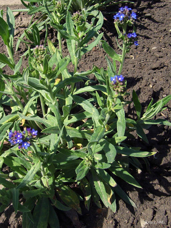 (Anchusa officinalis)