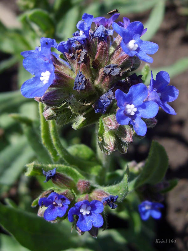 (Anchusa officinalis)