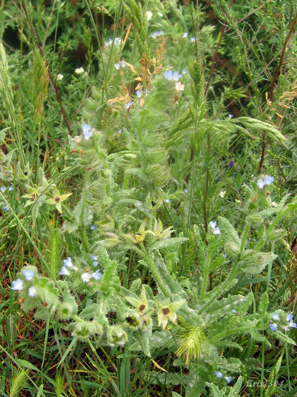 (Anchusa arvensis)