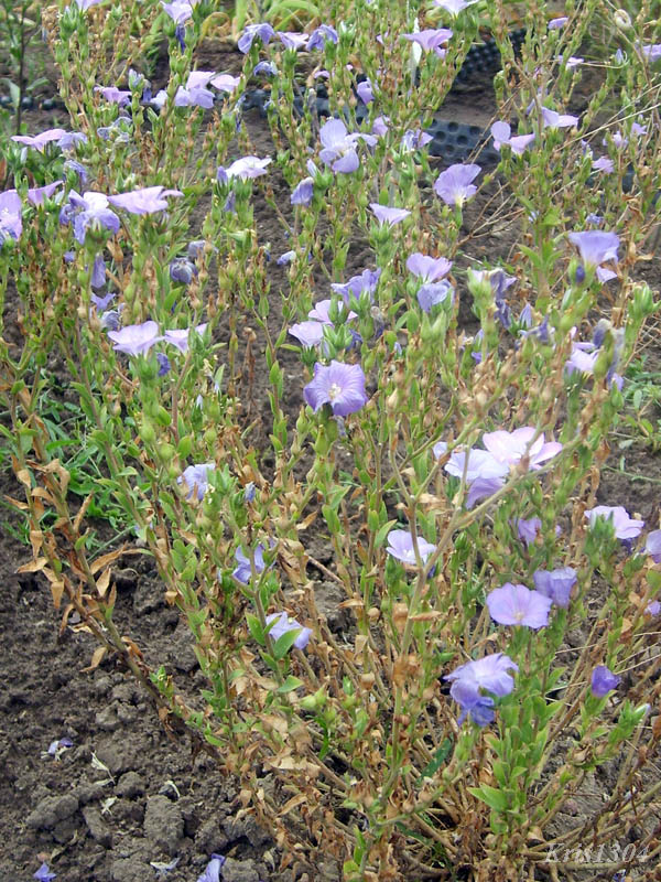 (Linum hirsutum)