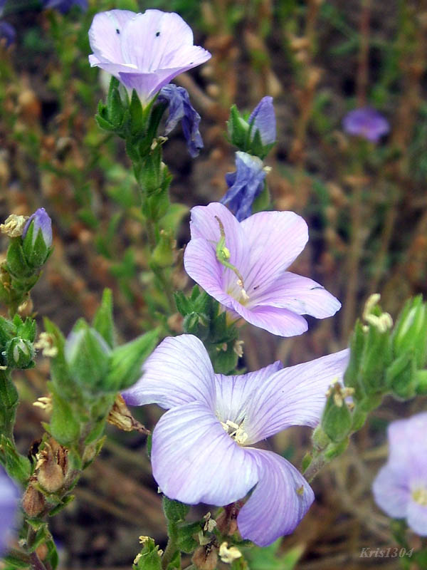 (Linum hirsutum)