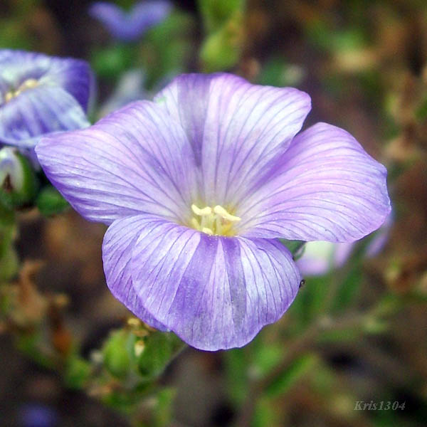 (Linum hirsutum)