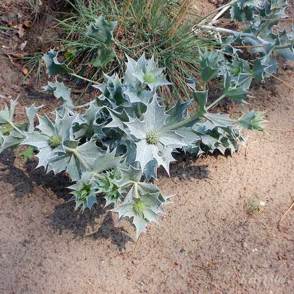 (Eryngium maritimum)