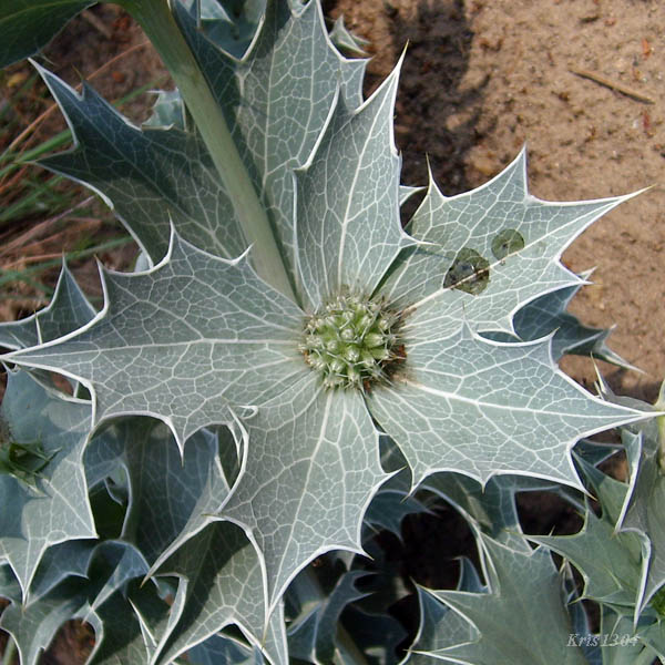(Eryngium maritimum)