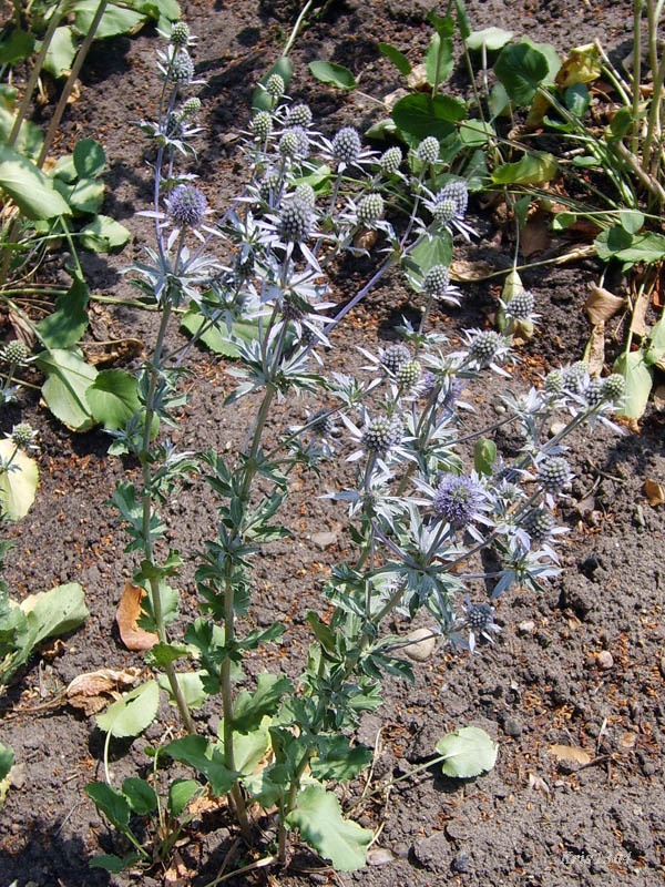 (Eryngium planum)