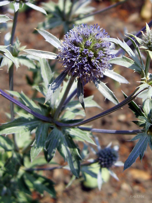 (Eryngium planum)