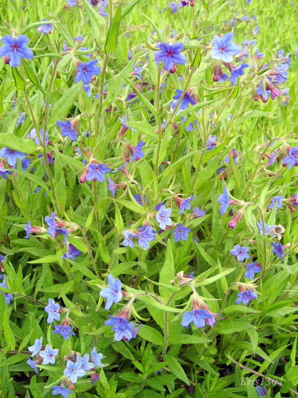 (Lithospermum purpurocaeruleum)