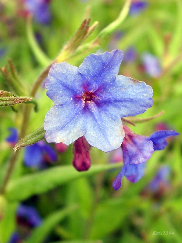(Lithospermum purpurocaeruleum)