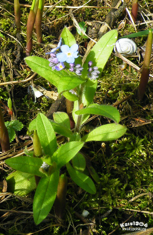 niezapominajka alpejska