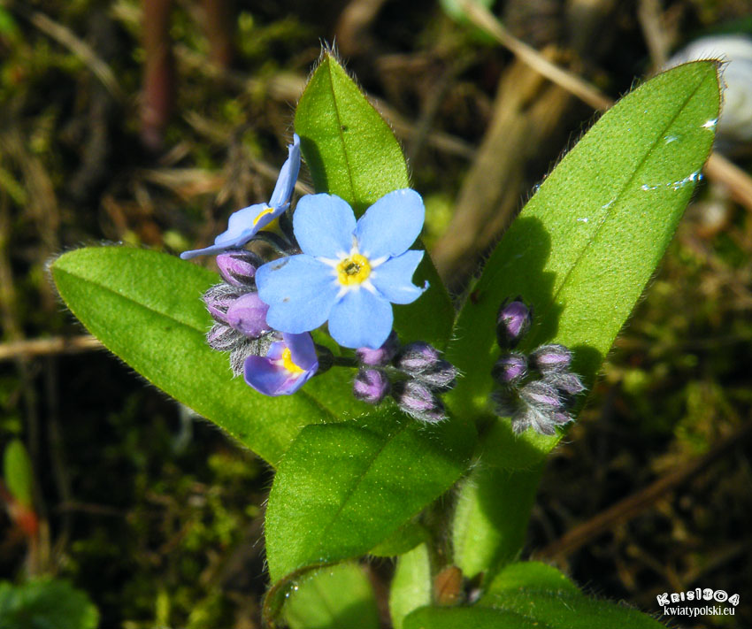 niezapominajka alpejska