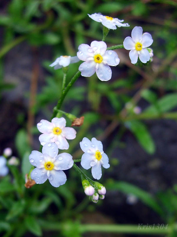 (Myosotis palustris)