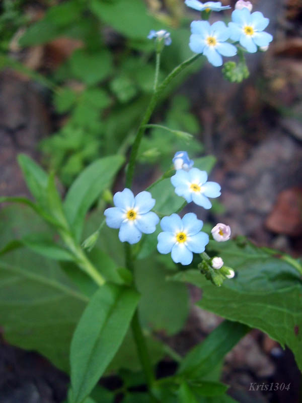 (Myosotis palustris)