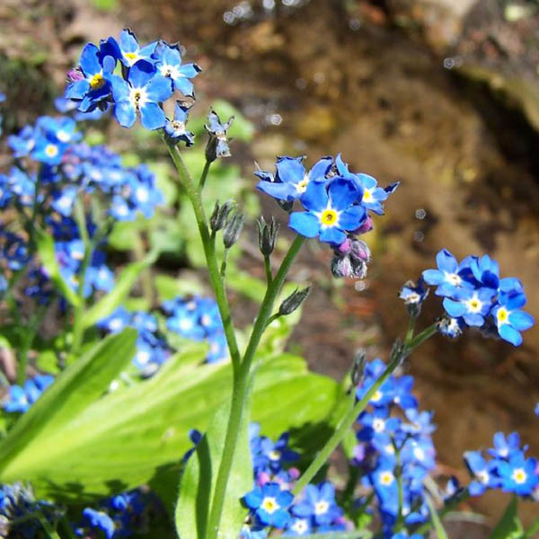 niezapominajka le�na