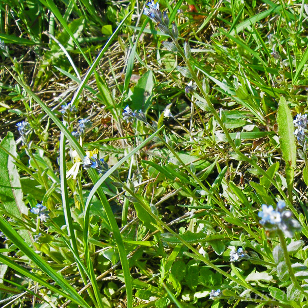 niezapominajka piaskowa