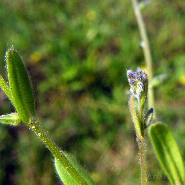 niezapominajka piaskowa