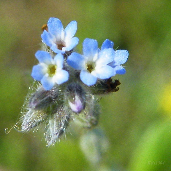 niezapominajka piaskowa