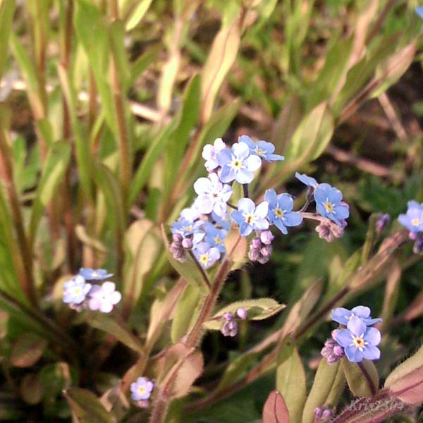 niezapominajka polna