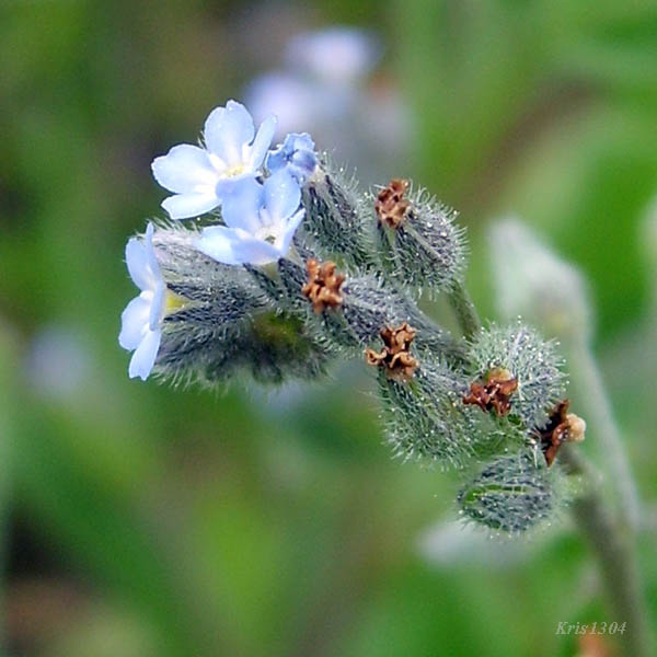 niezapominajka polna