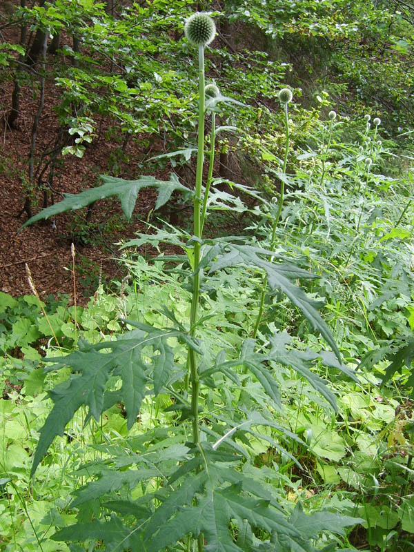 (Echinops sphaerocephalus)
