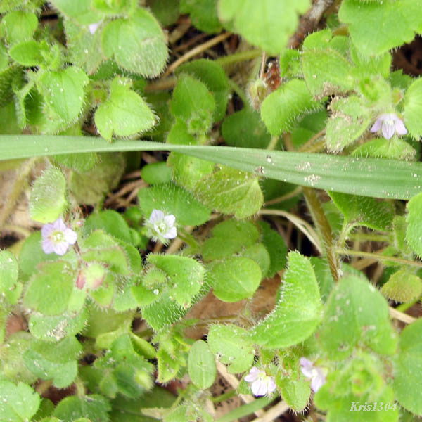 przetacznik bluszczykowy