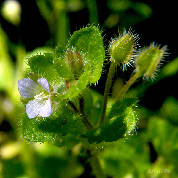 przetacznik bluszczykowy