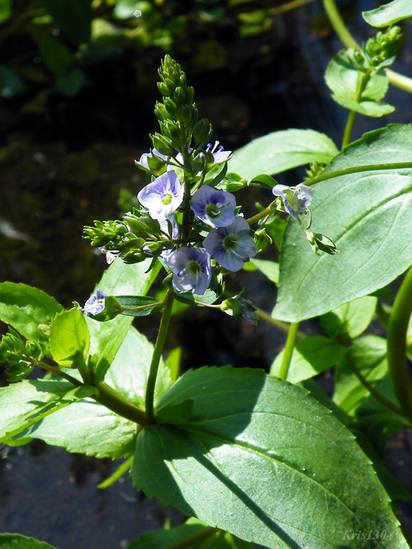 Veronica anagallis-aquatica