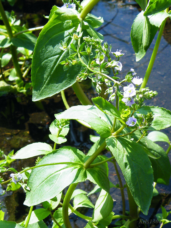 Veronica anagallis-aquatica