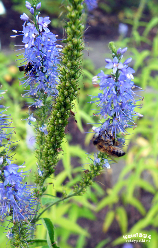 Veronica longifolia