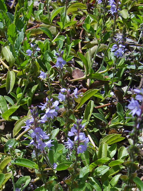 (Veronica officinalis)