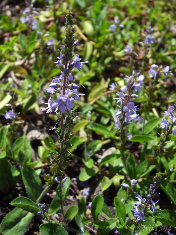 (Veronica officinalis)