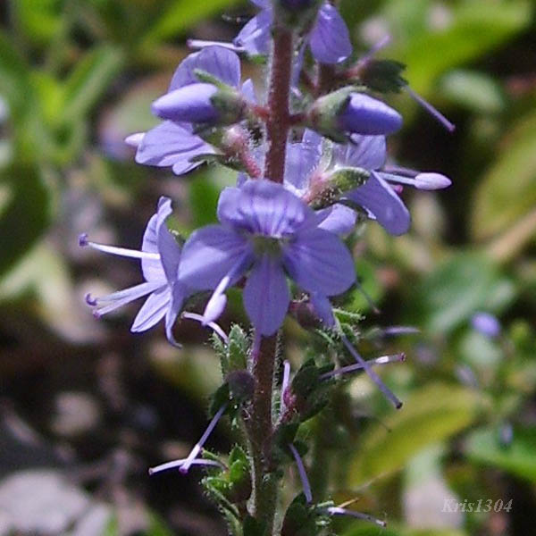 (Veronica officinalis)