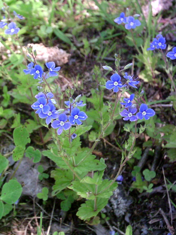 przetacznik ożankowy