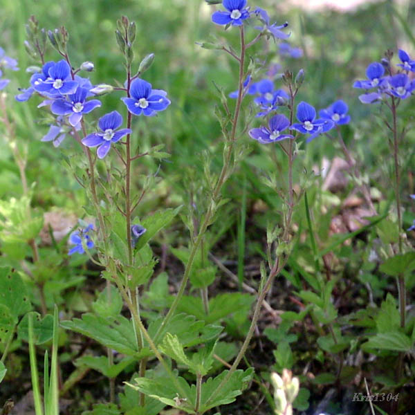 przetacznik ożankowy