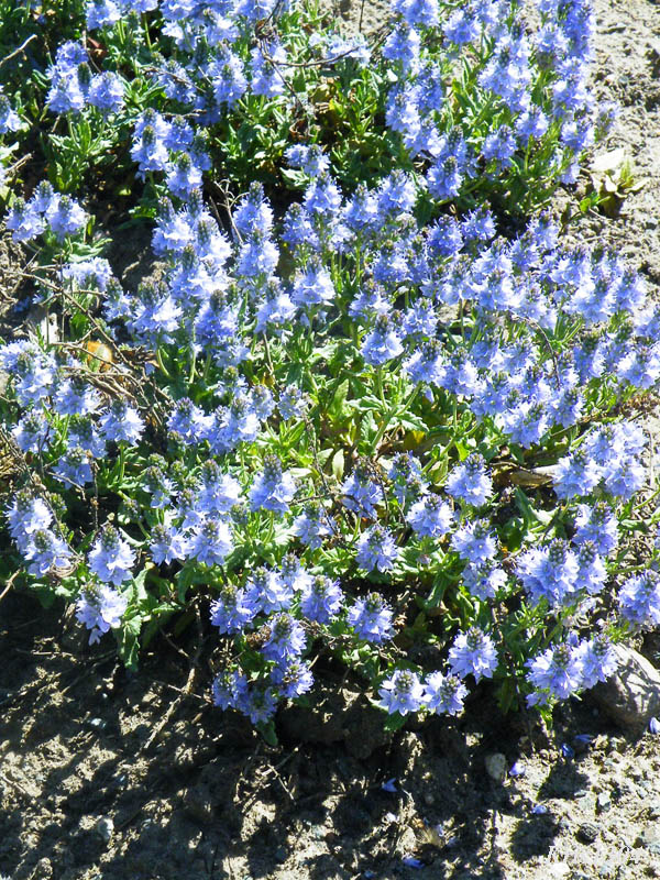 przetacznik rozesłany