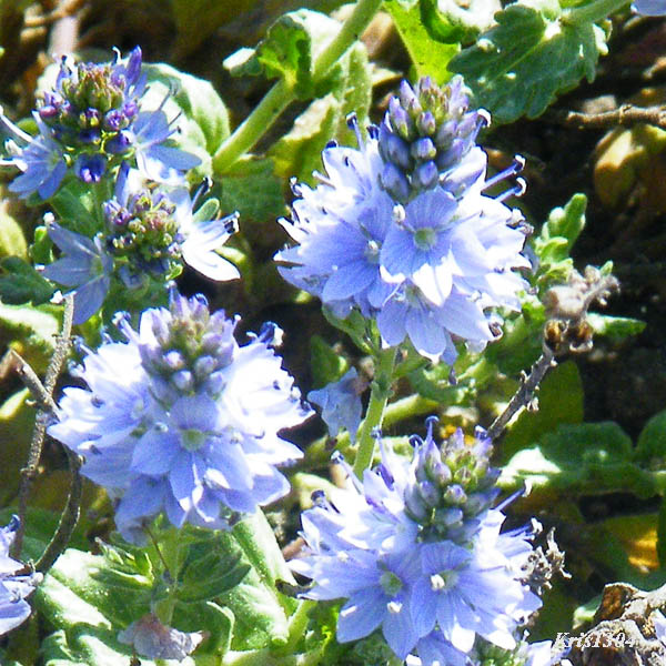 przetacznik rozesłany