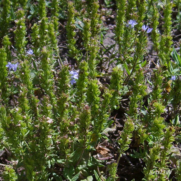 przetacznik rozesłany