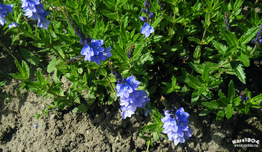 Veronica austriaca