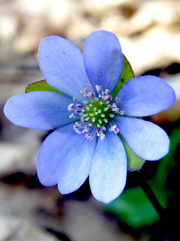 (Hepatica nobilis)