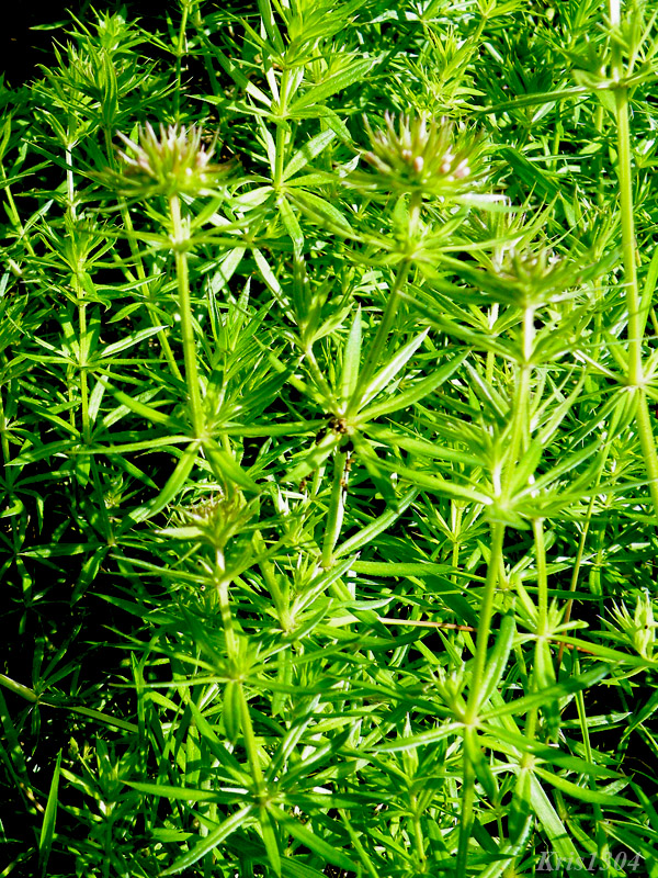 pszczelnik wąskolistny