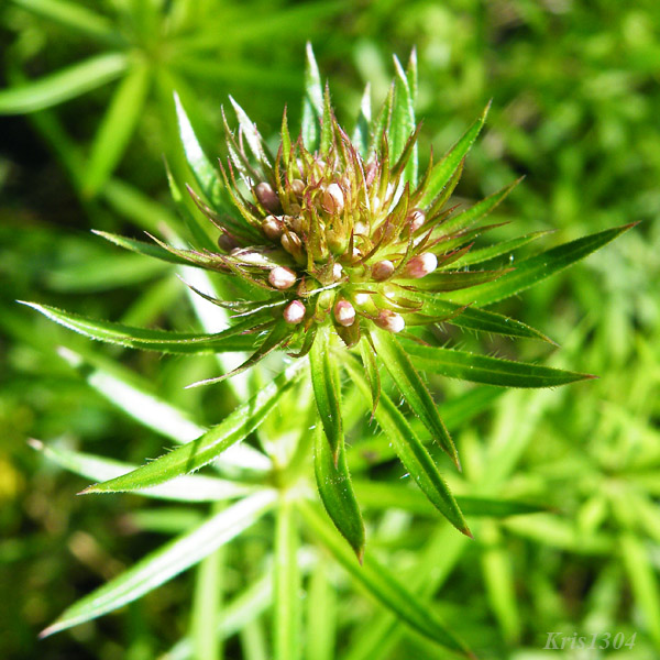 pszczelnik wąskolistny