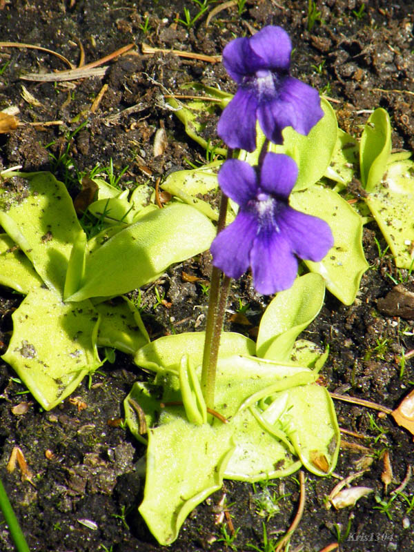 (Pinguicula vulgaris)