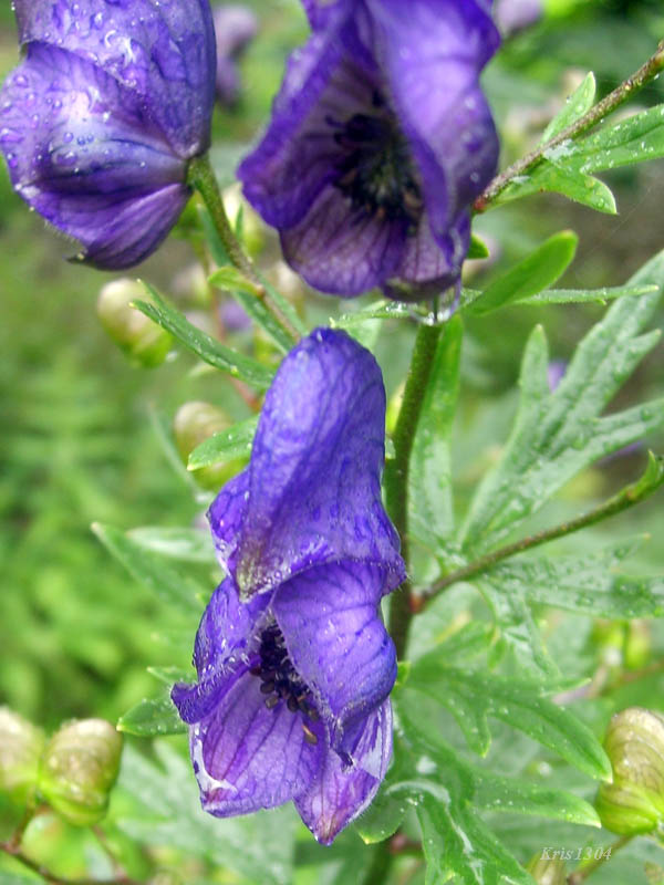 (Aconitum firmum)