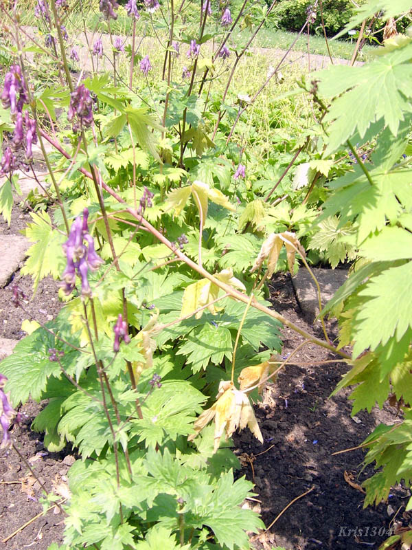 (Aconitum moldavicum)