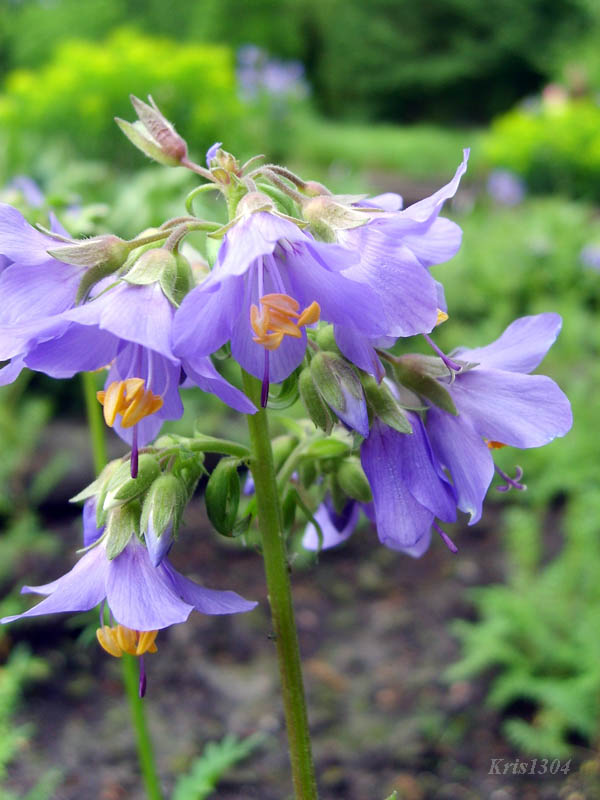 (Polemonium coeruleum)